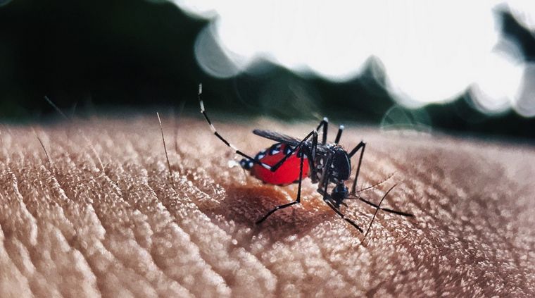 Siguen los casos de dengue autóctono en San Luis