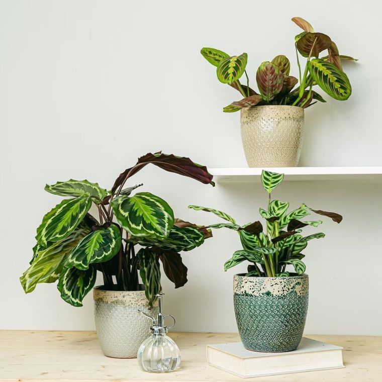 Las plantas de interior. Foto: elblogdelatabla.com.