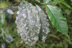 Jardín: el truco casero para eliminar los hongos que destruyen tus plantas Te dejamos un consejo para eliminar los hongos del jardín. Foto: Shutterstock