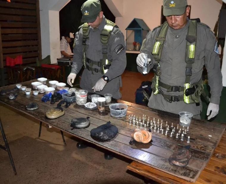 Gendarmería encontró serpientes, arañas y un ciempiés en dos valijas. Foto: Ministerio de Seguridad de la Nación