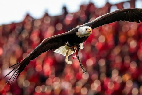 la mascota del benfica, rival de boca, y una historia envuelta por mistica, predicciones y polemicas la mascota del benfica, rival de boca, y una historia envuelta por mistica, predicciones y polemicas