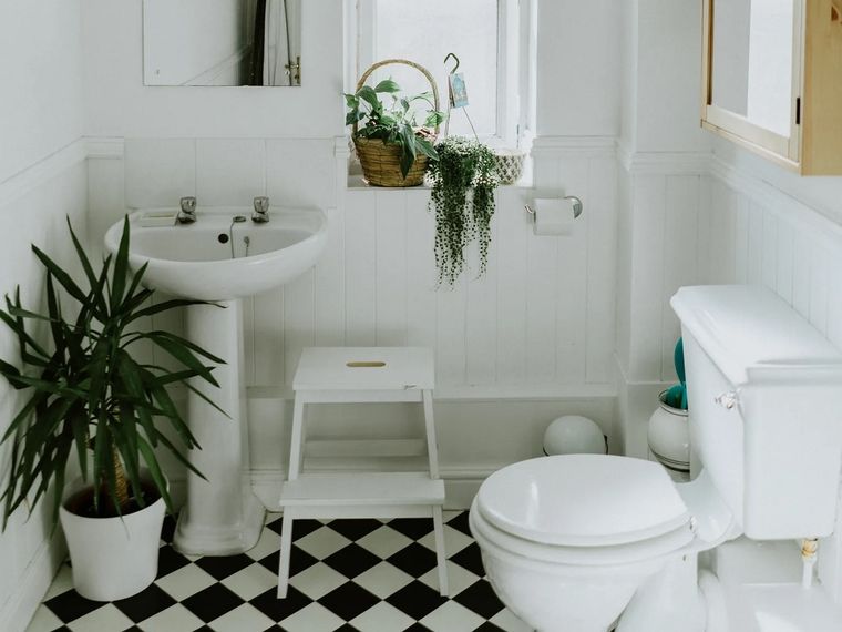 Las plantas no solo son ornamentales también pueden ayudarte a combatir la humedad Foto: Archivo MDZ