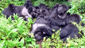 Una familia de gorilas de montaña descansa junta en el Parque Nacional de los Volcanes, Ruanda. Foto: Dpa.