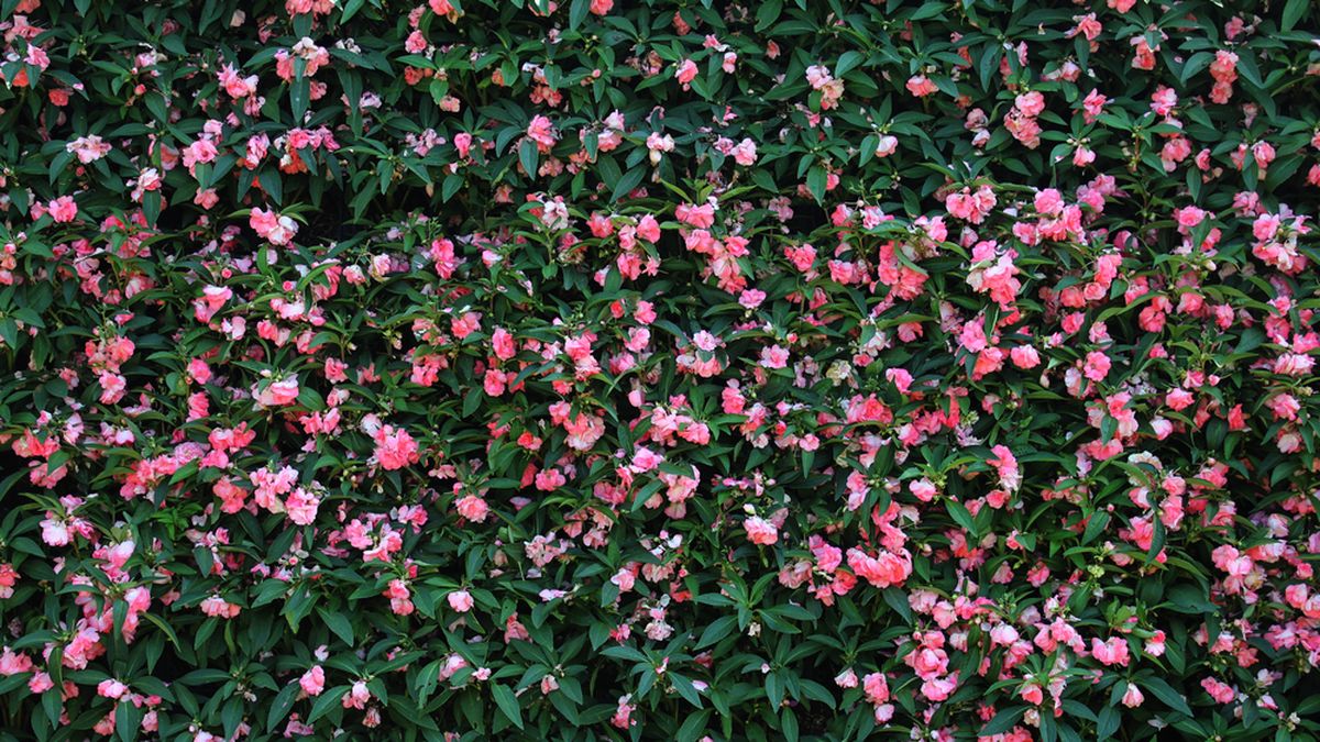 La planta trepadora ideal para tapar una pared del jardín y que crece rápido
