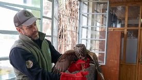 El ave apareció dentro de un colegio de Ciudad y no podía salir. Intervino Fauna y fue liberada en buen estado tras un operativo controlado.