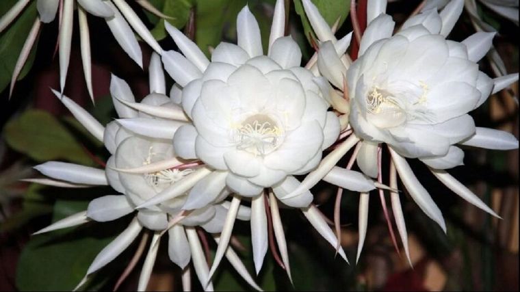 Incorporar estas flores permite disfrutar del jardín en un momento distinto del día.&nbsp;