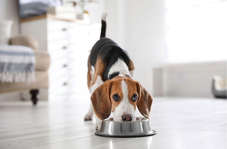 Perros Alimentos prohibidos para mascotas Foto: Shutterstock