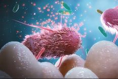 Las firmicutes son la familia que se encuentra en mayor cantidad.  A este grupo de bacterias buenas o parte de nuestro organismo las llamamos microbiota. Foto: Gentileza SF