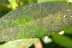 como eliminar la negrilla en los limoneros y olivos