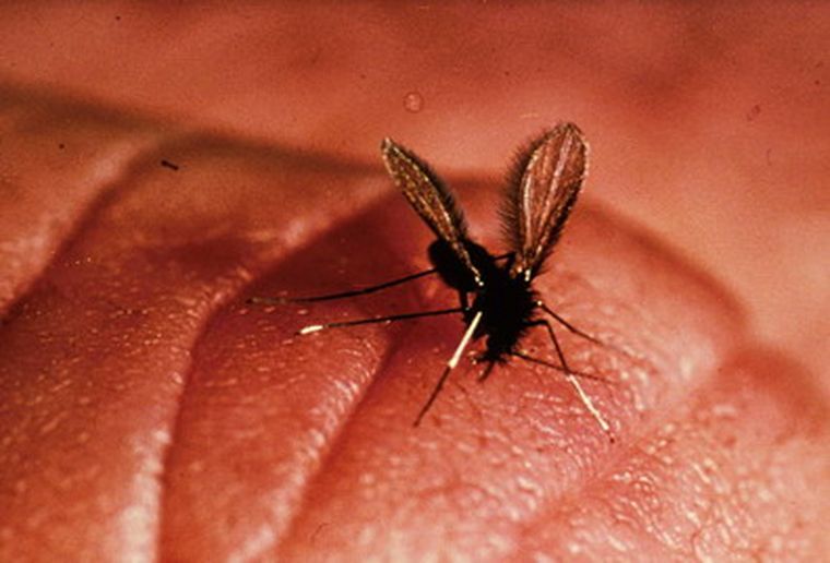 Se transmite mediante la picadura de un insecto llamado torito, carachai o jején. Foto: web