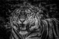 precioso: fotografian un tigre negro, animal al borde de la extincion