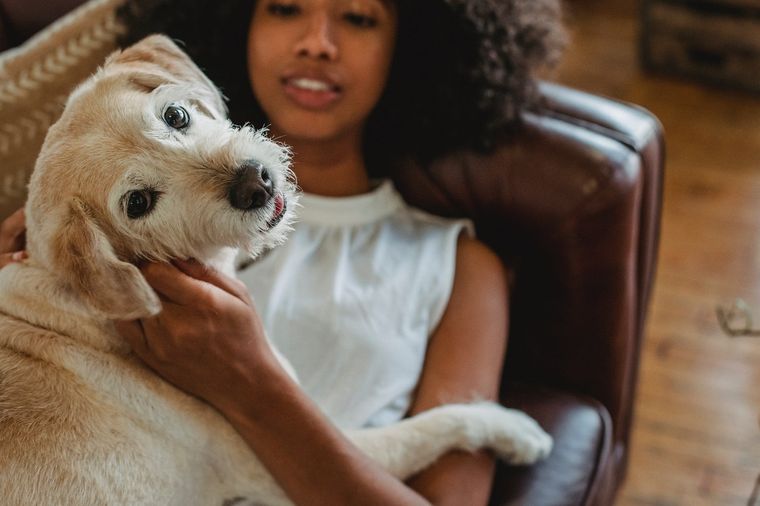 Mascotas Algunas señales de que un perro siente hiperapego Foto: Pexels