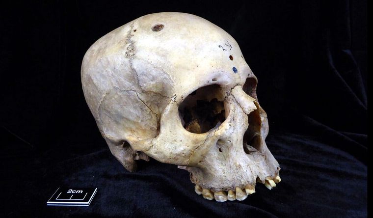 La Universidad de Cambridge guarda los cráneos que fueron analizados. Foto: Phys/Deborah Pirchner.