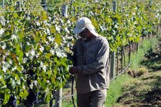 El sector agroindustrial no atraviesa su mejor momento, pero una serie de medidas podría hacer que se modifique la tendencia Foto: ALF PONCE MERCADO / MDZ