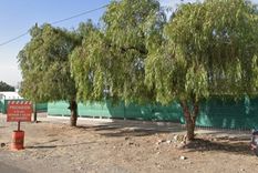 Los aguaribay daban sombra y oxígeno en la zona de El Challao