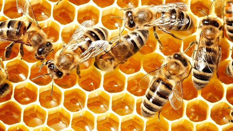 Día Mundial de las Abejas. Día Mundial de las Abejas.