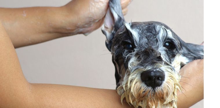 Cómo cuidar a tu mascota. Foto: Shutterstock