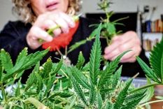 Se podrá tener hasta 4 plantas en el hogar. Foto: SJuan8.