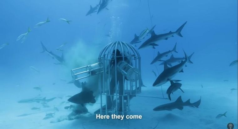 youtuber, tiburon, viral