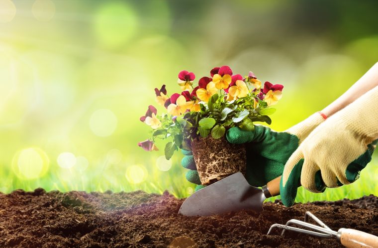 JARDÍN CULTIVA LAS PLANTAS CON LOS MEJORES TRUCOS. Foto: shutterstock