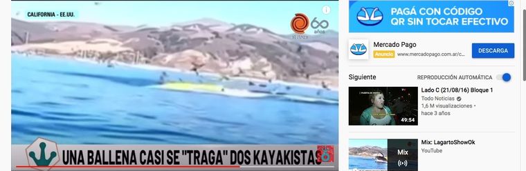 La ballena se hizo viral.