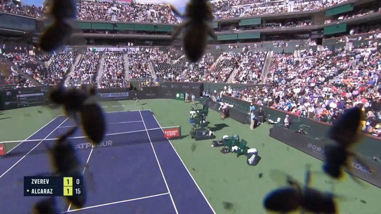 Las abejas fueron las grandes estrellas de la jornada Foto: Captura Video