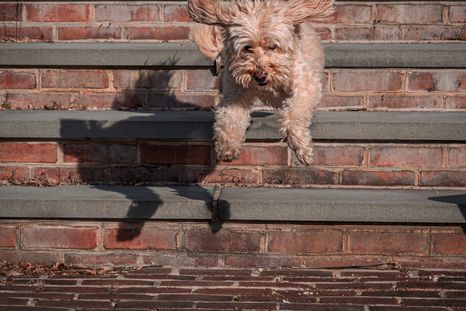 Hay que entender qué necesita cada perro. Fuente: Shutterstock. Hay que entender qué necesita cada perro. Fuente: Shutterstock.
