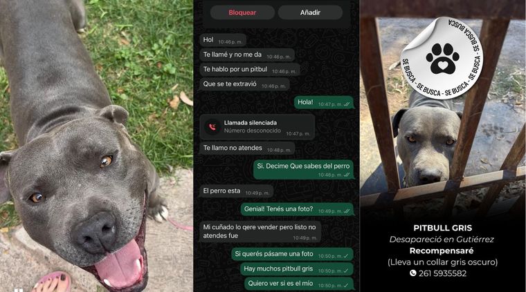 Arón es un perro perdido y han intentado estafar a sus dueños. Arón es un perro perdido y han intentado estafar a sus dueños.
