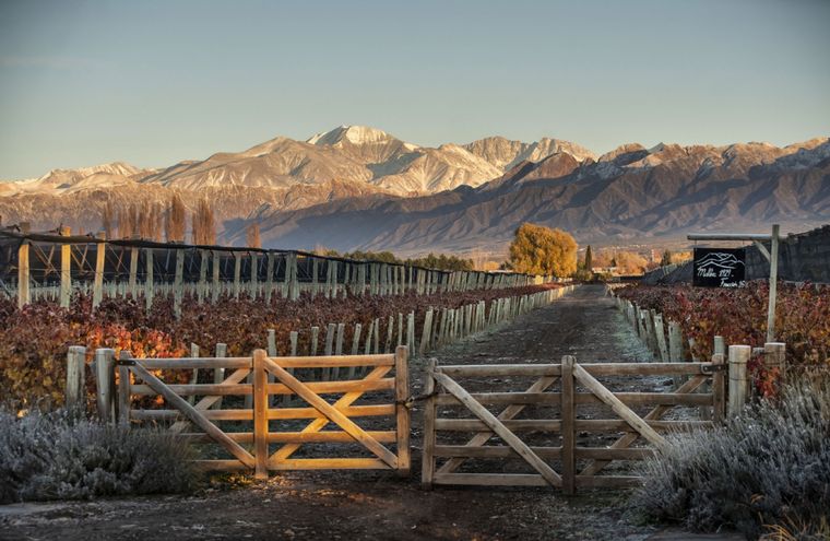 Una de las fincas de Chandon en Mendoza.