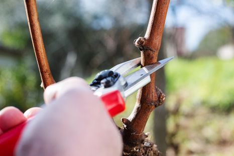 Los especialistas en jardinería recomiendan aprovechar el reposo invernal para realizar podas estratégicas. Foto: Shutterstock Los especialistas en jardinería recomiendan aprovechar el reposo invernal para realizar podas estratégicas. Foto: Shutterstock