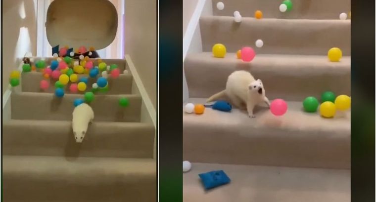 Así reaccionó el hurón.