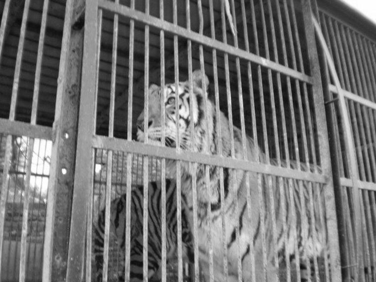 Uno de los leones abandonados.