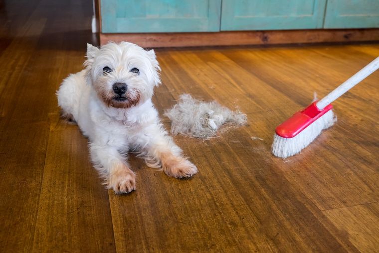 LIMPIAR RECOGER LOS PELOS QUE SE LE CAEN A TU PERRO NUNCA FUE TAN FÁCIL COMO CON ESTE TIP Foto: SHUTTERSTOCK