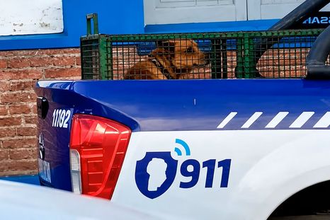 Se conocieron los resultados de la autopsia a la nena de 4 años que murió atacada por un perro Se conocieron los resultados de la autopsia a la nena de 4 años que murió atacada por un perro