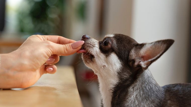 Tus mascotas nunca deberían probar estos alimentos. Foto: Archivo Tus mascotas nunca deberían probar estos alimentos. Foto: Archivo