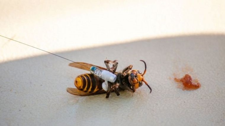 Científicos en Washington colocaron dispositivos de seguimiento en los insectos usando hilo dental.