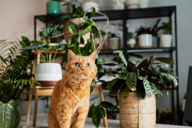 Hay plantas que son malas para nuestros gatos: ¿cuáles son los motivos? Foto: Pexels