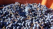 Tiempo de cambios en la vitivinicultura de la región: nuevas variedades provocan alteraciones en exportaciones en Chile de la uvas de mesa. Tiempo de cambios en la vitivinicultura de la región: nuevas variedades provocan alteraciones en exportaciones en Chile de la uvas de mesa.
