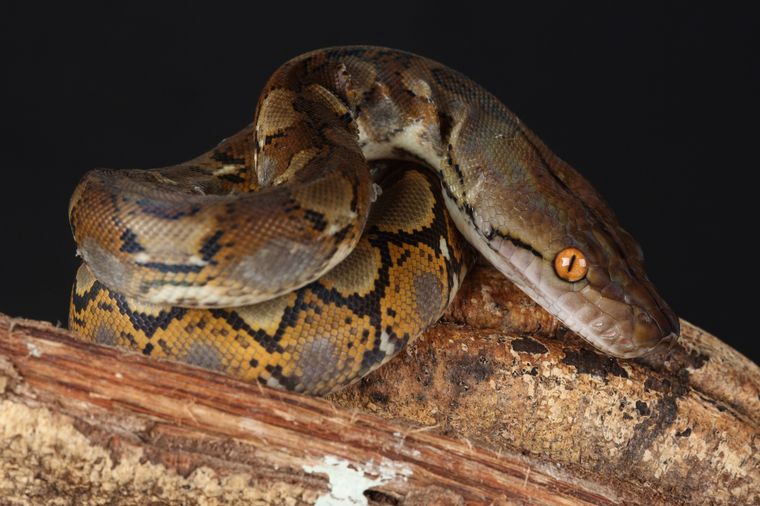 La serpiente tiene varios significados en los sueños. Foto: Shutterstock