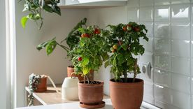 No te arrepentirás de estos trucos. Foto: Fuente: Shutterstock