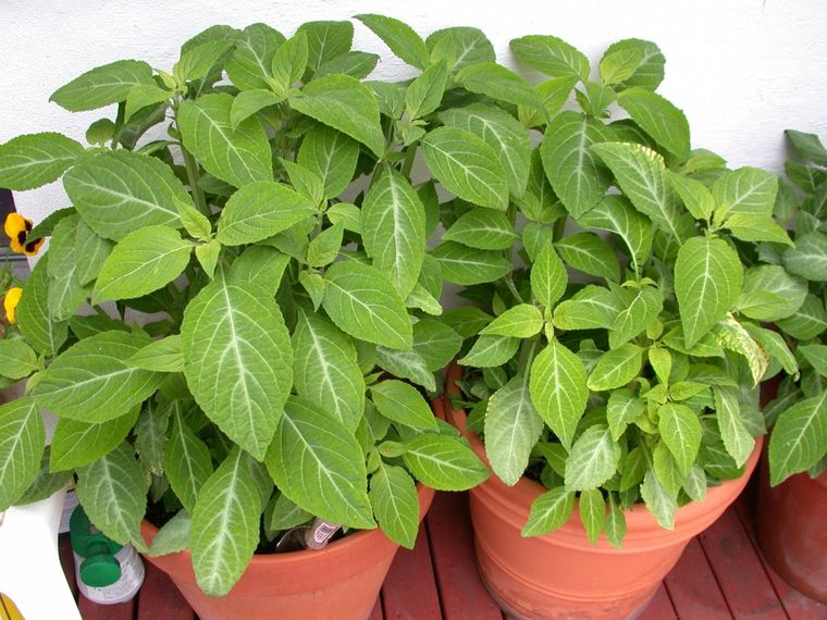 La salvia divinorum.