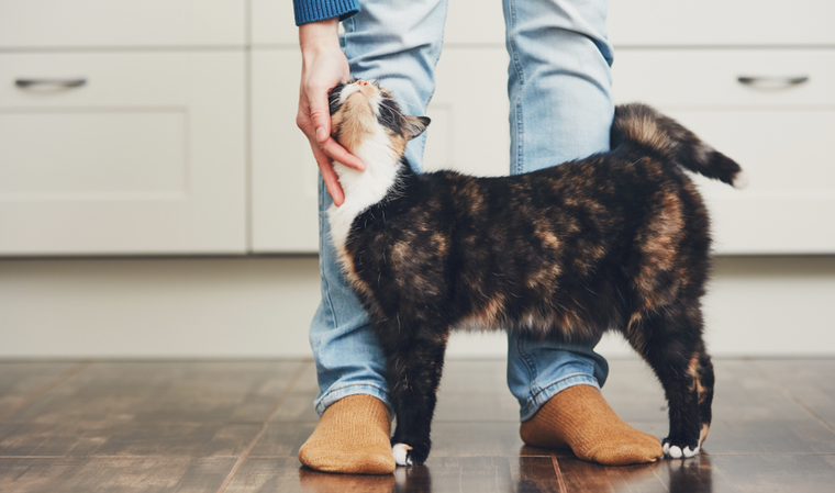 La alergia a los gatos es muy común en muchas personas Foto: Shutterstock