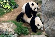La pareja de pandas tuvo sexo luego de más de 10 años y hay altas chances de que tengan cría La pareja de pandas tuvo sexo luego de más de 10 años y hay altas chances de que tengan cría