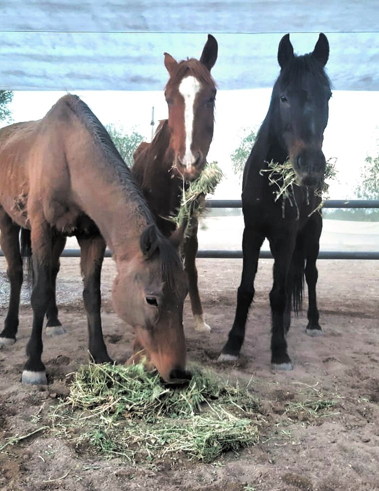 Con hambre A poco de llegar, los equinos se dieron un banquete. Foto: PEMPA.