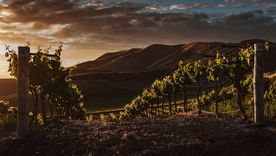 3 Malbec de lugares diferentes que sorprenden: de Salta, San Juan y Mendoza