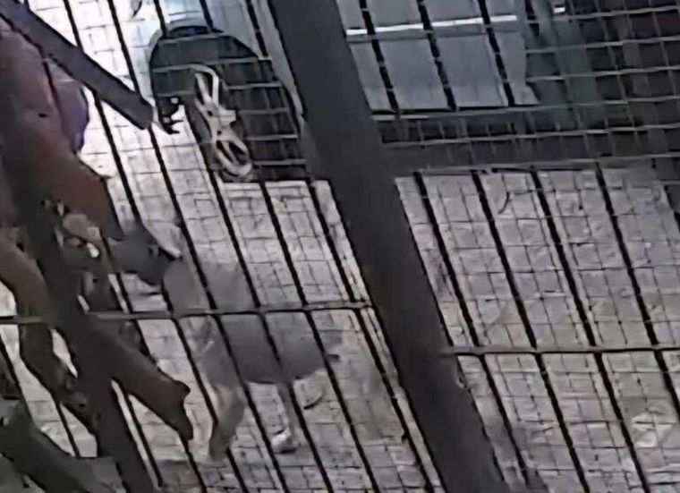 Una nena fue atacada por un dogo que escapó de una vivienda en Villa Carlos Paz