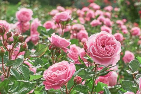 Esta es la manera de revitalizar tus rosas usando azúcar Foto: Shutterstock