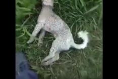 El perrito murió por estrangulamiento en manos de la mujer El perrito murió por estrangulamiento en manos de la mujer