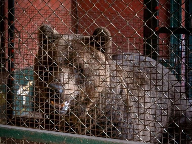 Los dos ejemplares de osos pardos fueron trasladados desde Luján y ya llegaron a Bulgaria.