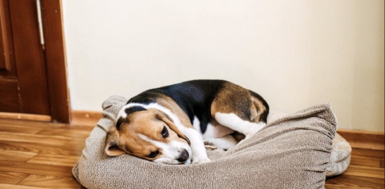 Los animales suelen estresarse y desorientarse con los ruidos fuertes de los fuegos artificiales